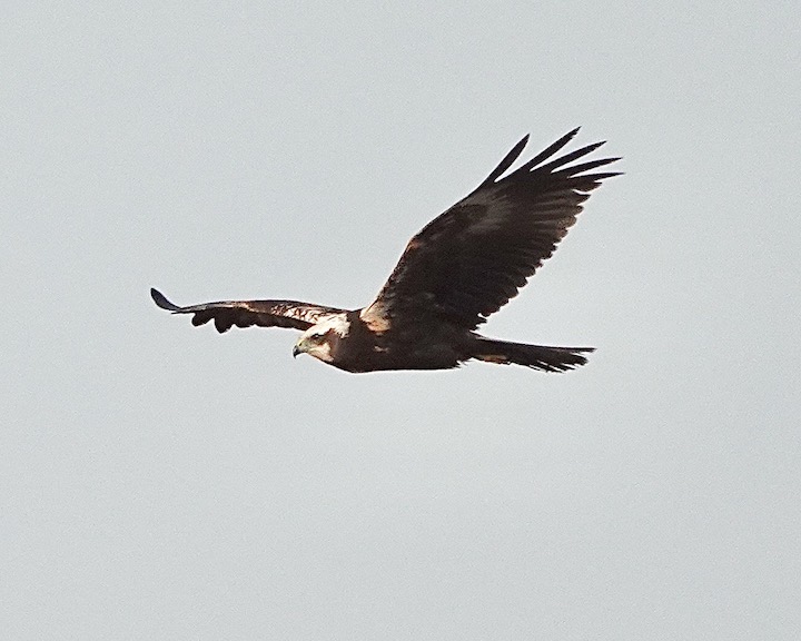 marsh harrier